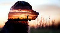 Double exposure silhouette of dog head merged with sunset landscape, tall grass and human figure with raised arms against dramatic orange sky.