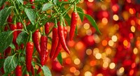Fresh red chili peppers hanging on green plant with warm bokeh lights background for culinary and cooking themes.