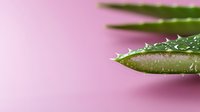 Fresh aloe vera leaf with water drops on pink background, macro shot showing natural texture and healing properties of medicinal plant.