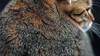 Close-up macro shot of brown tabby cat fur texture and whiskers in natural lighting showing detailed hair patterns and soft focus depth of field effect.