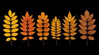 Six autumn rowan leaves in gradient tones from yellow to deep brown, isolated on transparent background. Ready for stickers, t-shirt design, and print on demand.