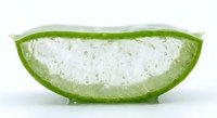 Fresh aloe vera leaf slice showing clear gel interior with natural texture, isolated on white background for skincare and wellness design projects.