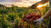 Farmer harvesting fresh ripe tomatoes in wicker basket at sunset in organic vegetable garden. Agricultural worker collecting red produce during golden hour harvest time.