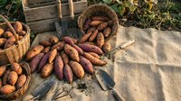 Fresh organic sweet potatoes harvested in rustic wicker baskets on burlap sack outdoors. Farm-to-table autumn harvest concept for healthy cooking recipes.