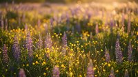 Wildflower meadow with purple lupines and yellow blooms in golden sunset light creating natural floral landscape for spring summer botanical backgrounds.