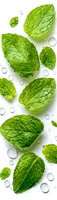 Fresh mint leaves with water drops on white background. Vibrant green herbs scattered with pure dew droplets create refreshing composition for food and beverage designs.