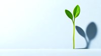 Young green sprout with leaves growing upward casting shadow on light background, representing growth, new beginnings and environmental sustainability.