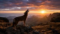 Wolf howling at dramatic sunset over mountain landscape with golden sky and rocky terrain creating majestic wilderness scene for nature photography and outdoor adventure concepts.
