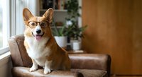 Adorable corgi dog wearing eyeglasses sitting on brown leather sofa in modern living room with houseplants by window for pet care and lifestyle content.