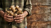 Farmer holding freshly harvested ginger root in hands over wooden surface. Organic produce, agriculture, and farm-to-table concept for culinary and wellness applications.