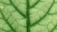 Macro close-up of translucent green leaf veins and cellular structure, showing natural botanical details and organic patterns for nature and science backgrounds.