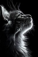 Dramatic black and white portrait of tabby cat looking up with detailed whiskers and fur texture against dark background for pet photography projects.