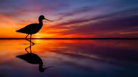 Silhouette of wading bird reflected in calm water during dramatic sunset with vibrant orange and purple sky colors over serene lake or ocean shoreline.