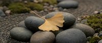 Golden ginkgo leaf resting on smooth river stones in zen garden setting with moss accents for meditation and wellness concepts.