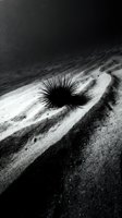 Sea urchin shell on sandy beach creating dramatic shadows in black and white monochrome photography with natural lighting and textured sand patterns.