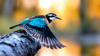 Blue jay bird in flight with spread wings against warm autumn bokeh background showcasing natural wildlife behavior and seasonal colors.