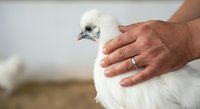 White peacock chick held gently in human hands, showing soft plumage and delicate features. Suitable for wildlife, animal care, and nature content.