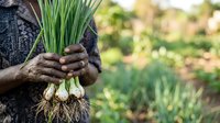 Farmer holding freshly harvested green onions with soil-covered roots and foliage, ready for market or cooking use in agricultural settings.