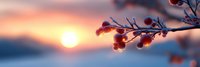 Winter berries on bare branch against warm sunset sky creating peaceful seasonal nature scene for holiday decorations and greeting cards.