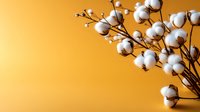 Natural cotton branch with fluffy white bolls against vibrant orange background, minimalist botanical composition with copy space for text or design.