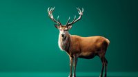 Majestic red deer stag with large antlers standing against emerald green background, isolated wildlife photography for nature and hunting publications.