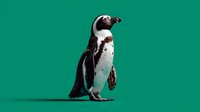African penguin standing on isolated green background, full body portrait showing distinctive black and white plumage pattern. Ready for design projects.
