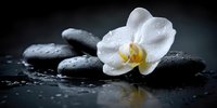 White orchid flower with water droplets on smooth black spa stones against dark background, creating serene wellness atmosphere.