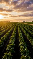 Vast agricultural field with perfectly aligned crop rows stretching toward horizon under dramatic golden sunset sky with purple clouds and farmhouse in distance.