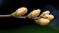 Fresh spring buds emerging on dark branch with water droplets, new growth sprouting from tree limb against blurred natural background for botanical concepts.