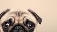 Close-up portrait of a pug dog with expressive eyes and wrinkled face against beige background, showing only top half of face for pet photography.