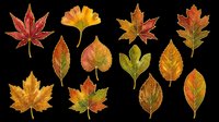 Autumn leaves collection in warm fall colors including maple, oak, and ginkgo varieties isolated on transparent background. Ready for t-shirt designs, clipart, stickers, sublimation, and print-on-demand projects.