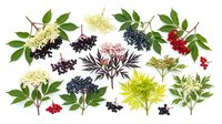 Elderberry, rowan, and viburnum plants with ripe berries and green foliage isolated on white background, suitable for botanical illustrations, herbal medicine packaging, and garden design projects.