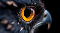Extreme close-up macro shot of an owl's bright amber eye with detailed feathers and beak visible against dark background, showcasing wildlife photography and nature's detail.