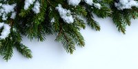 Fresh snow covering green pine branches against white background, creating natural winter border for holiday designs.