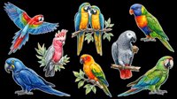 Colorful parrots and macaws isolated on transparent background, ready for t-shirt design, clipart, stickers, sublimation, and print-on-demand projects.
