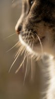 Close-up of cat whiskers and nose in warm golden light creating artistic bokeh effect for pet photography and animal portraits.