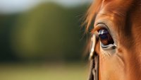 Close-up of chestnut horse eye with long eyelashes in natural outdoor setting with blurred green background for equestrian and animal photography.