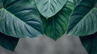 Large tropical leaves with detailed veins creating natural botanical background for interior design and wellness concepts.