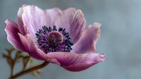 Pink anemone flower with dark center blooming in soft natural light, delicate petals and detailed stamen visible against blurred background.