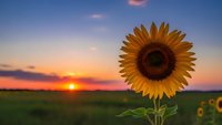 Single sunflower blooming in field during golden hour sunset with vibrant orange and purple sky creating peaceful agricultural landscape scene.