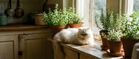 Fluffy orange tabby cat resting peacefully on rustic kitchen windowsill surrounded by potted herbs and plants in warm natural sunlight.