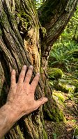 Human hand touching ancient moss-covered tree trunk in lush green forest showing connection with nature and environmental conservation concept.