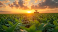 Dramatic sunrise over green soybean field with tractor silhouette on horizon. Golden sunlight breaks through clouds illuminating agricultural landscape.