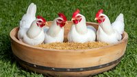 White chickens with red combs sitting in wooden bowl filled with straw on green grass. Farm animals in rustic setting for agriculture and poultry concepts.