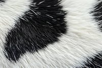 Close-up of natural zebra fur texture showing contrasting black and white striped pattern, useful for wildlife and textile design backgrounds.