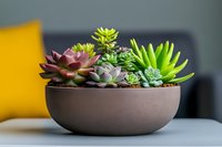 Colorful succulent arrangement in modern ceramic planter featuring diverse varieties with green and purple foliage for contemporary home decor and gardening.