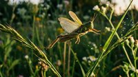 Delicate dragonfly perched on green grass blade in natural meadow habitat during golden hour sunlight creating peaceful outdoor nature scene.