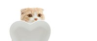 Adorable orange tabby Scottish Fold kitten peeking over large white heart shape on isolated background for Valentine's Day greeting cards and romantic designs.