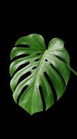 Tropical monstera leaf with water drops, isolated on transparent background, ready for t-shirt design, stickers, sublimation, and print on demand projects.