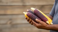 Fresh corn cobs in farmer's hands showing harvest of yellow and purple maize varieties for agricultural, farming, and food production use.